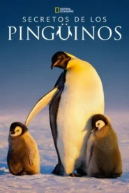 Secretos de los pingüinos · Temporada 1